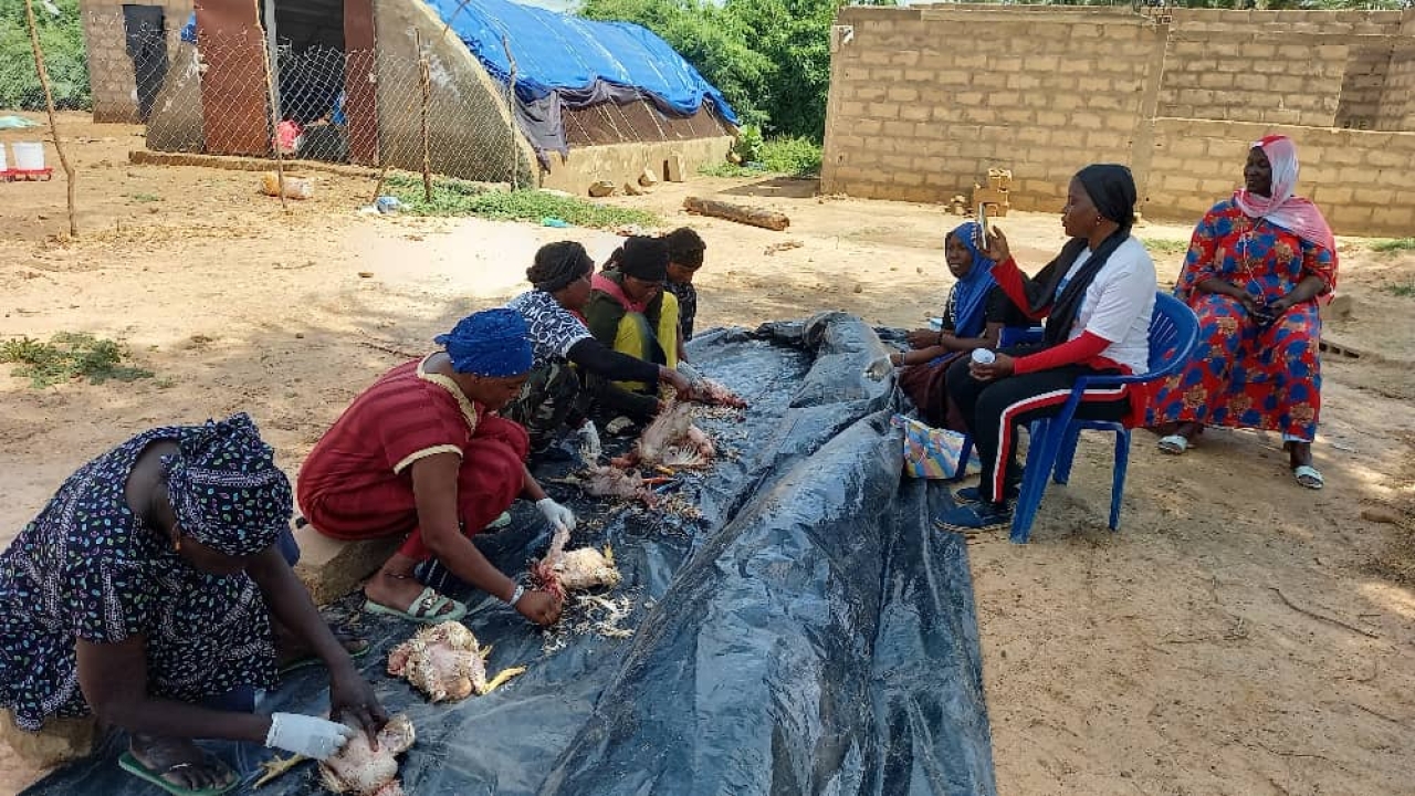 Projet de construction d'une Unité de production de poulets de chairs